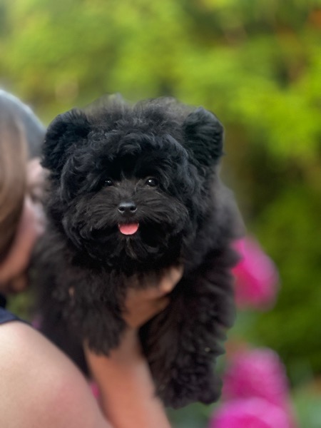 Pomapoo Toypudel - Pomeranian Zwergspitz