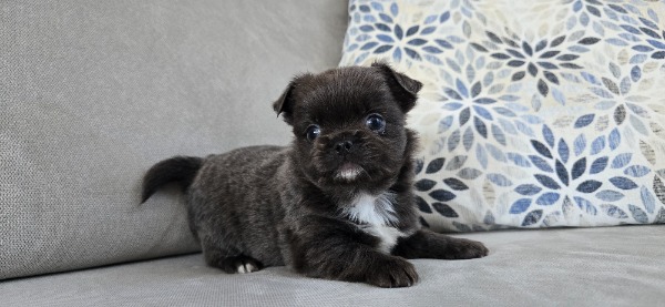 Chihuahua