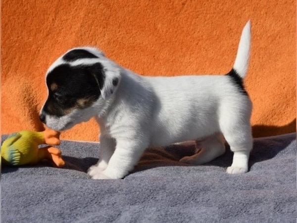 süsse Jack Russell Terrier Welpen