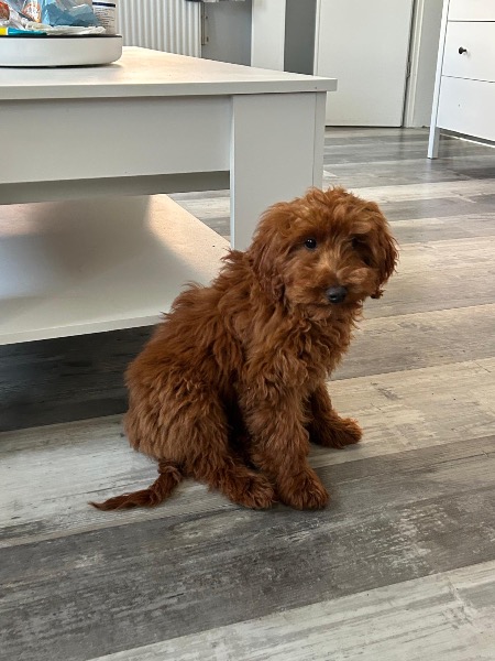 Maltipoo Hündin