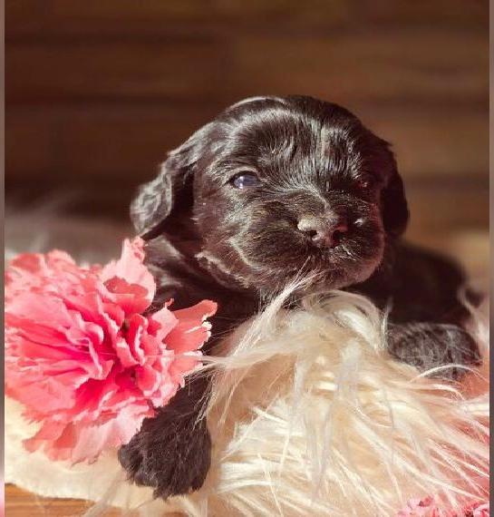 Sie möchten einen Maltipoo kaufen? - Wir haben Welpen