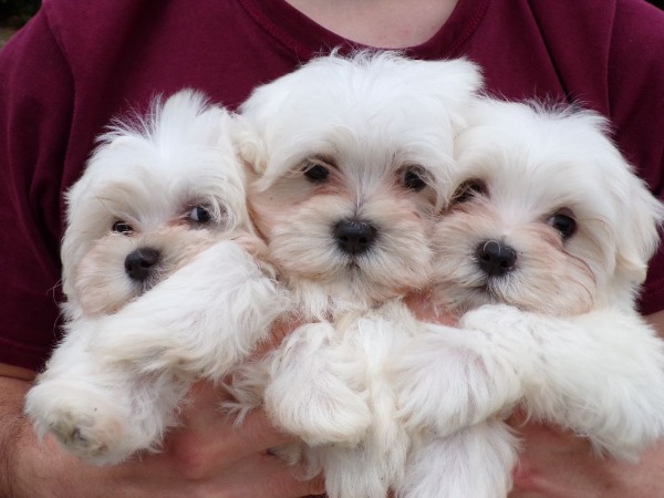 Magnifique portée de bichon maltais pure race Magnifique portée de bichon maltais pure race