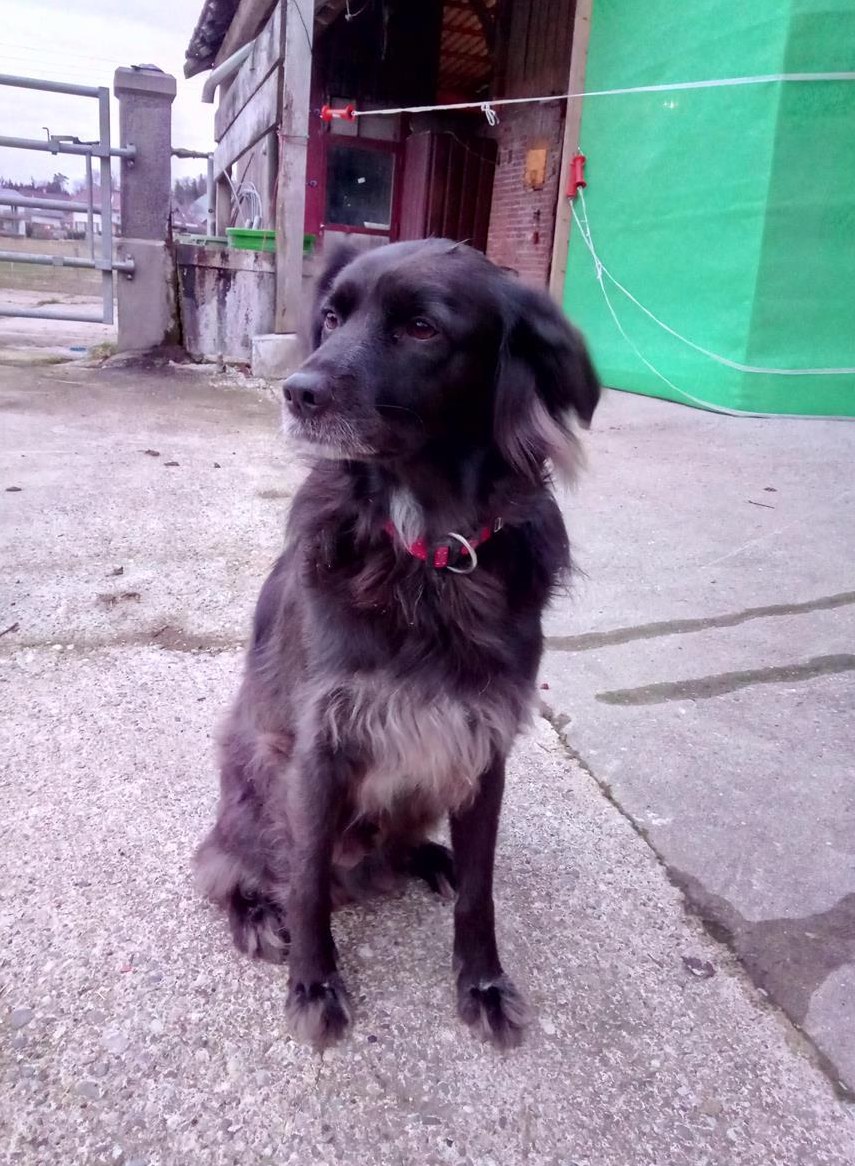 Suchen Hundebetreuung Region Murten, Seeland, Solothurn