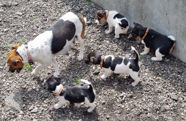 Jack-Russel, Welpen, tricolor, glatthaar, Wurf