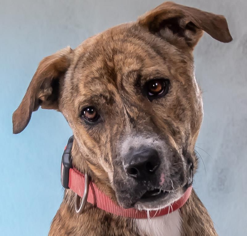 Mischlingsrüde Lewis, ein toller Hunde Kumpel Mischlingsrüde Lewis, ein toller Hunde Kumpel