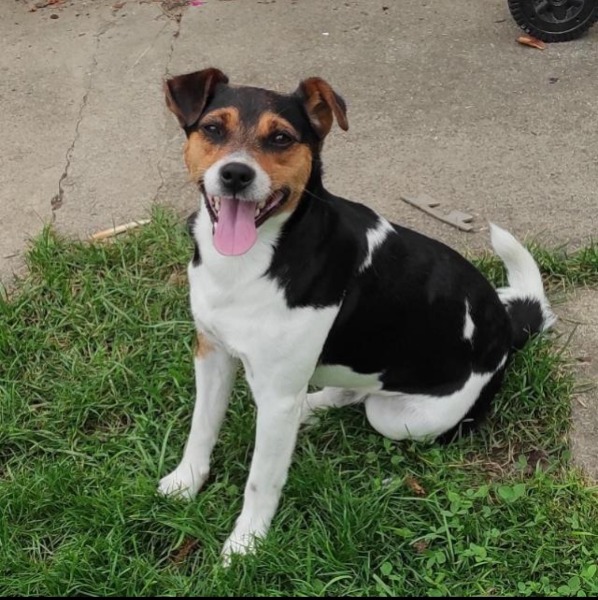 Deckrüde Jack Russel