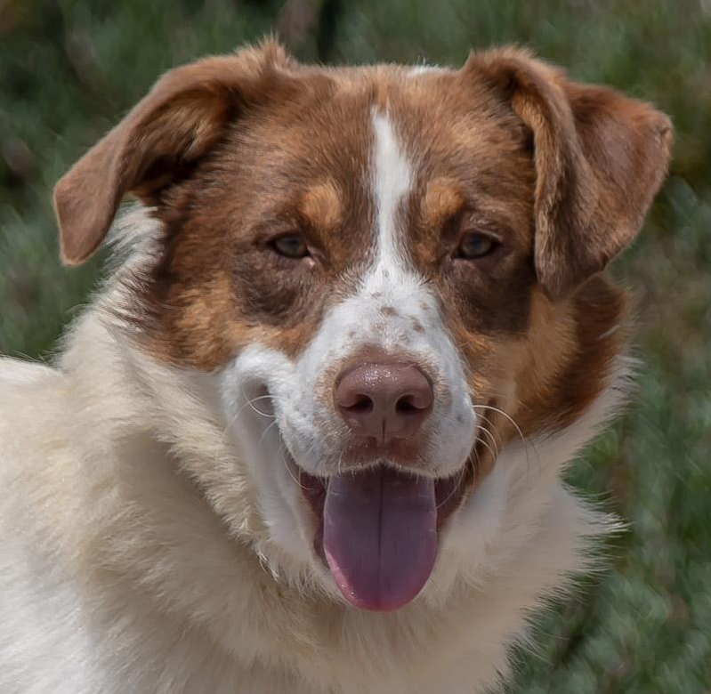 Mischlingsrüde Rupert, ein ganz braver Hund Mischlingsrüde Rupert, ein ganz braver Hund