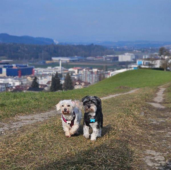 Hundebetreuung mit Herz