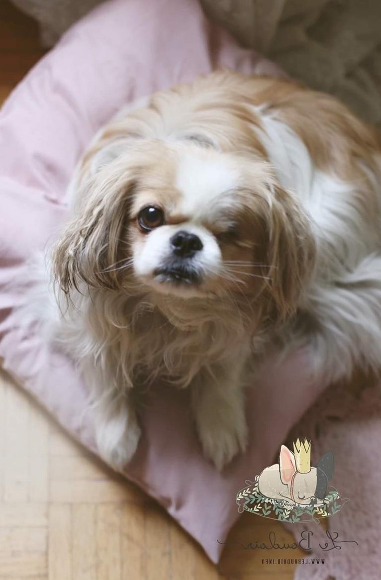 Liebevolle PRIVATE Hundebetreuung, Stadt Bern