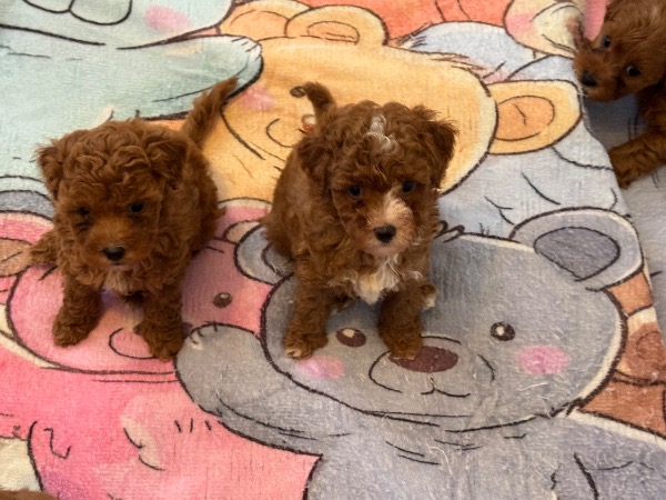 Maltipoo Welpen