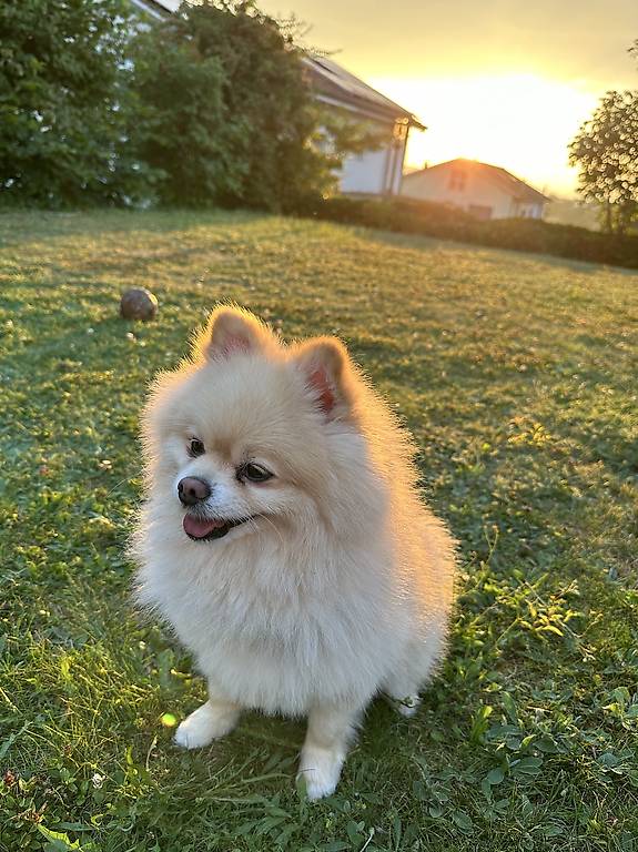 Zwergspitz / Pomeranian