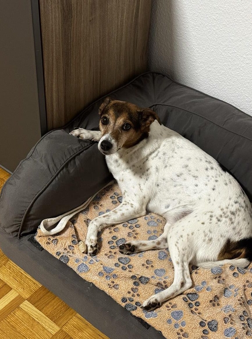 10-jährige Jack Russell Hündin sucht liebes Zuhause