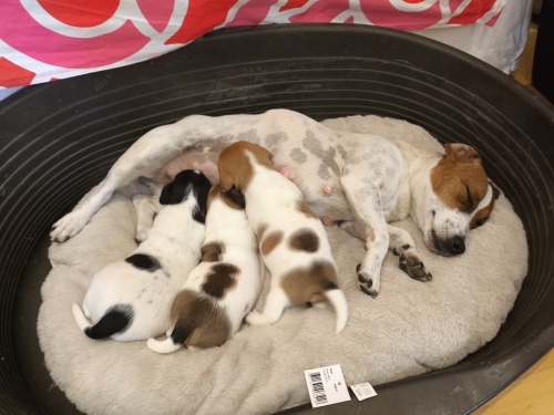 Wunderschöne reinrassige Jack Russel Welpen