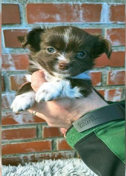 Chihuahua Welpen LH