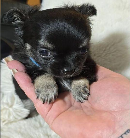 3 super süsse chihuahua Welpen