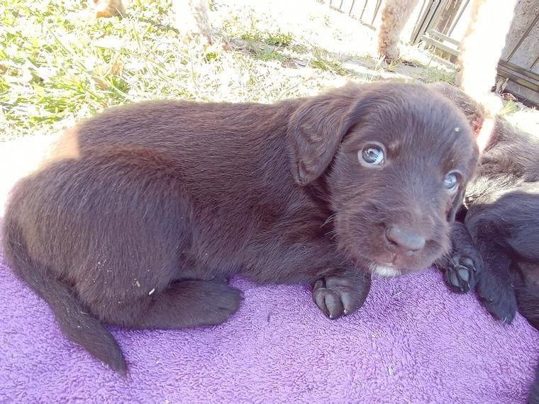 F1 Labradoodle Welpen in schwarz und braun abgabebereit
