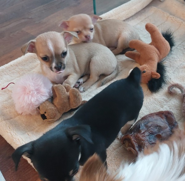 Süsse Chihuahua Welpeli CH