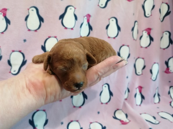 Toy/Zwerg Pudel-Malteser-Pomeranian Spitz-Tibet Spaniel Welpen