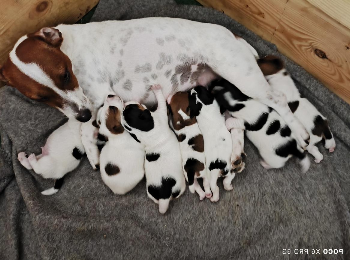 Reinrassige Jack Russell Welpen aus CH-Zucht