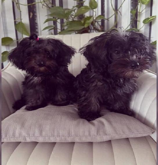 Yorkiepoo Welpen