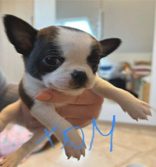 Chihuahua Welpen