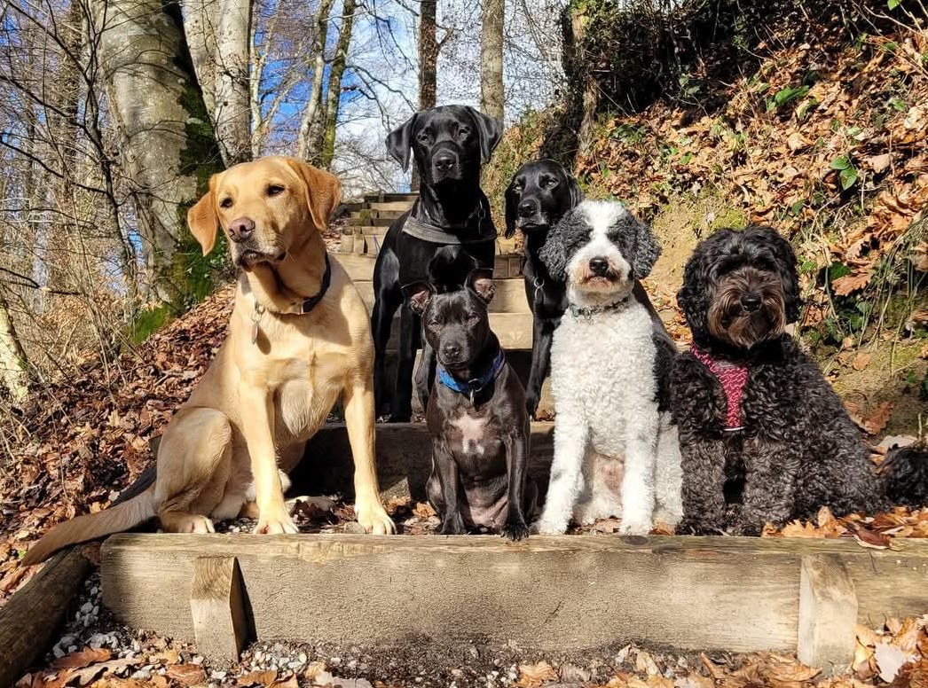 Hundebetreuung Groggi-Dog, hat wieder freie Plätze
