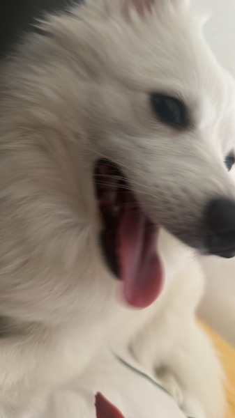 Spitz Pomeranien