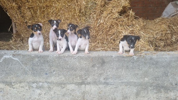 Jack Russell