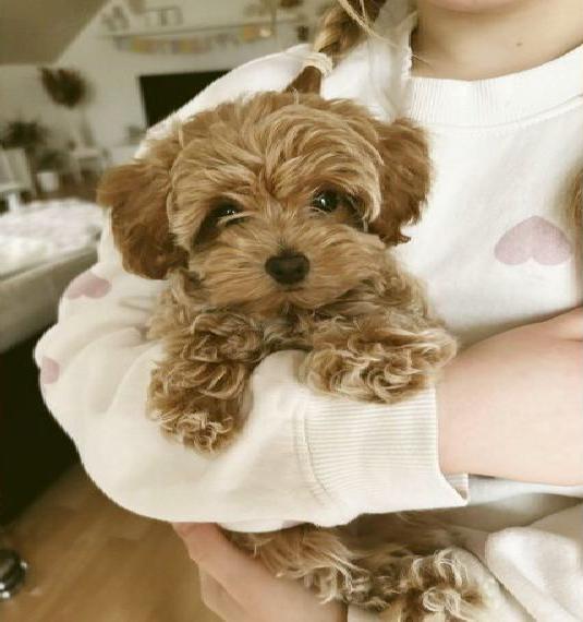 Yorkipoo Welpe Mädchen apricot