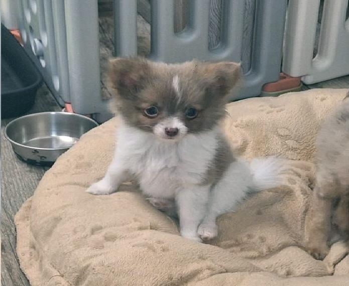 2 hübsche Pomchi Welpen in seltenen Farben
