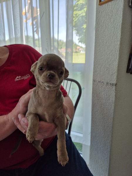 Reinrassiger Chihuahuarüde zu verkaufen