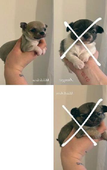 Chihuahua Welpen