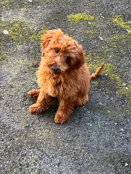 Maltipoo Weibchen