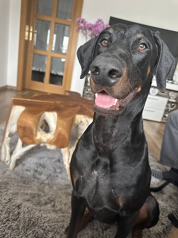 Biete Hundebetreuung / Gassi