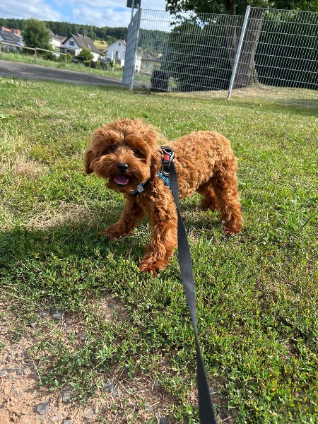 Maltipoo Weibchen 1 Jahr
