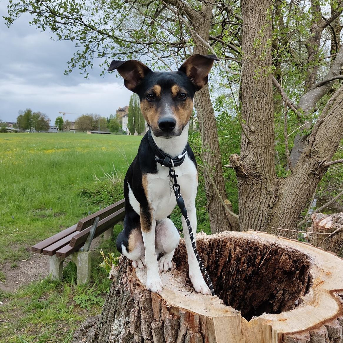 Parson Jack Russell Deckrüde sucht Hunde Damen