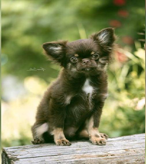 Chihuahua Langhaar Rüde mit Ahnentafel