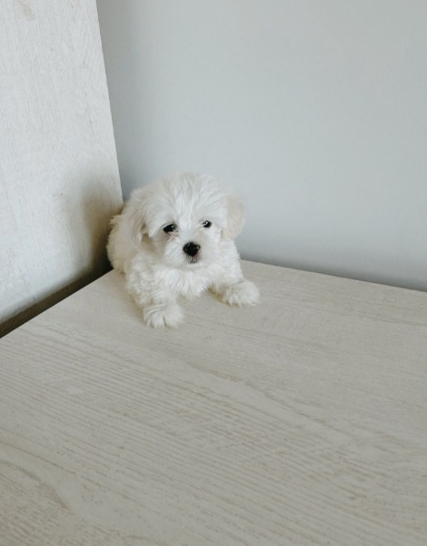 Maltesischer Welpe