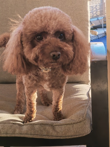 Suche Toy Pudel Deckrüde