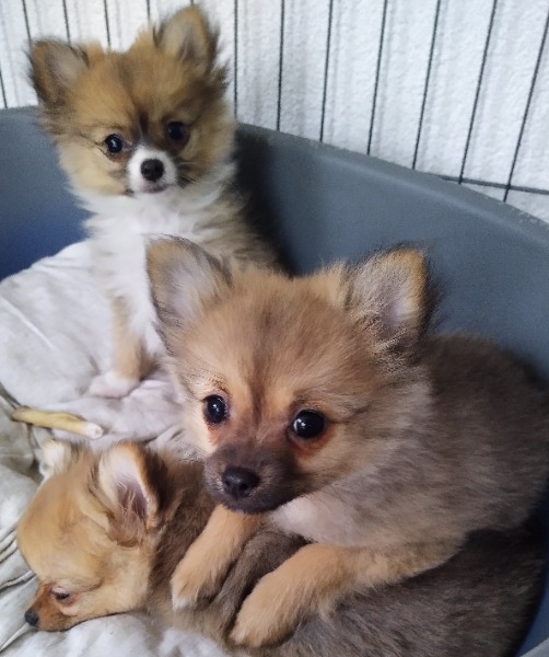 Pomchi Welpen mit Eintragung im Amicus