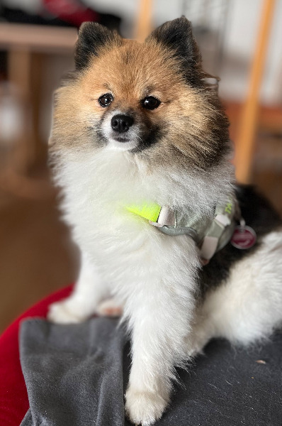 Biete Deckrüde (Pomeranian / Zwergspitz) - Nicht zum verkauf