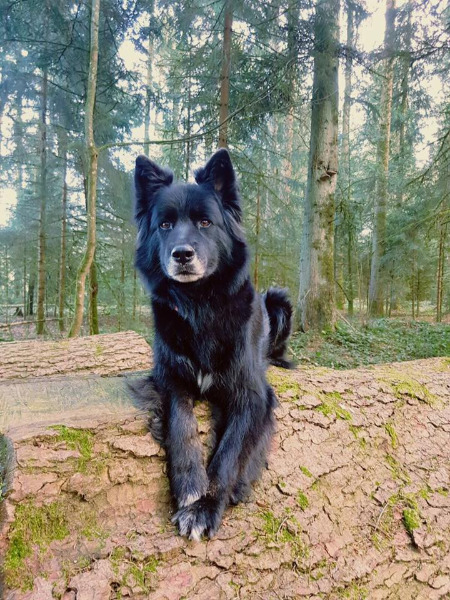 Suche Hundebetreuung Region Huttwil/Langenthal