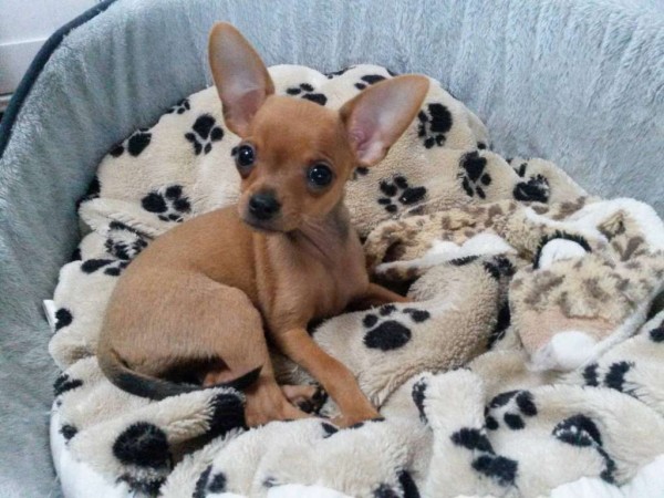Hundebetreuung, Ferienplatz, Tagesplätze für kleine Hunde