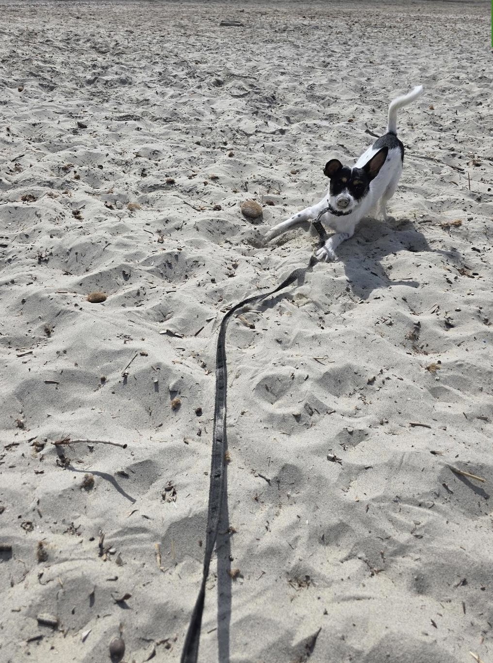 Pinscher x Jack Russell Hündin sucht tolle Familie