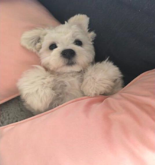 Maltipoo Welpen
