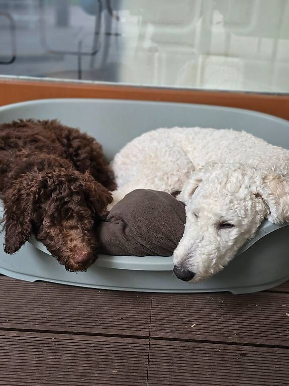Dog sitting bei Uns zu Hause