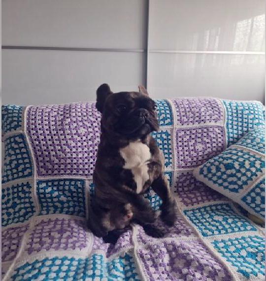 Französischen Bulldogge zu verkaufen. Rüde. Französischen Bulldogge zu verkaufen. Rüde.