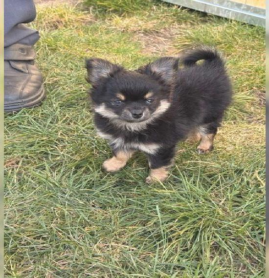 Reinrassiger Chihuahua Welpe Familienhund