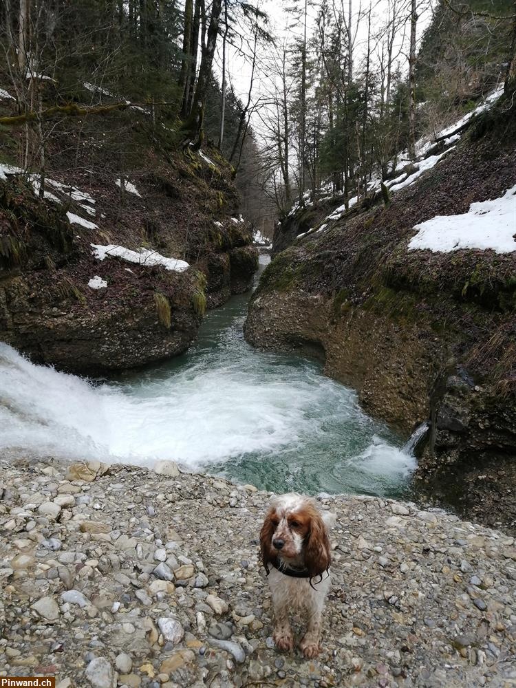 Hundebetreuung, Haussitting Raum Zh-oberland