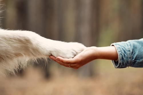 Aargaus Hundeschule SKN